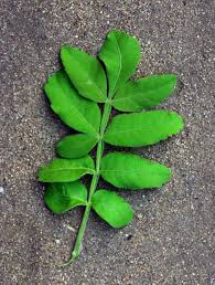 Image result for Harrisonia