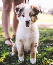 We are in east texas, in a small town, called eustace, texas. Dogs Of Zilker Park On Instagram Ember The 12wk Old Australian Shepherd Puppy Apparently There Is No Shortage Of Australian Shepherd Puppies In Austin And