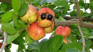 Image result for Blighia