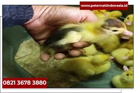 Pemberian tempat layak · 3. Jual Bibit Entok Broiler Anak Mentok Jenenge