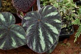 Image result for Selaginella versicolor