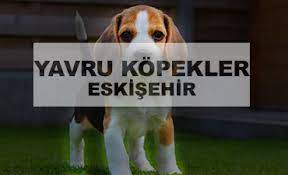 eskisehir satilik kopekler kanka kopek