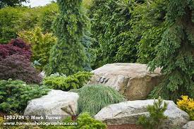 1203734 Dwarf Conifers Japanese Maple Among Stones W House Number Acer Palmatum Cv Jim Swift Belling Evergreen Landscape Evergreen Garden Dwarf Conifers