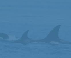 Port townsend running:not recommended, cycling:not recommended. Port Townsend San Juan Island Passenger Ferry Puget Sound Express