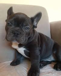 Kizil Doberman Pupy Sahiplendirme Kopek Evcilhayvansahiplendirme Evcilhayvansahiplendirme Pet Candostum Blue In 2020 Doberman French Bulldog Bulldog