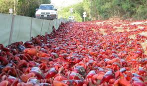 Spawning Time Millions Of Christmas Island Red Crabs Just Released Their Eggs Cute And Cool Earth Touch News