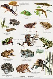 Froer Og Tudser Plakat A2 Toad Frog Edible Frog