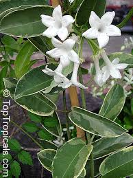 Image result for Hermannia floribunda