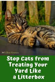 Stop Cats From Treating Your Yard Like A Litterbox Oliveknows Cat Training Litter Box Cat Health