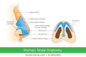 Nose Anatomy Images Stock Photos Vectors Shutterstock