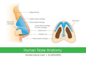 nose anatomy images stock photos vectors shutterstock