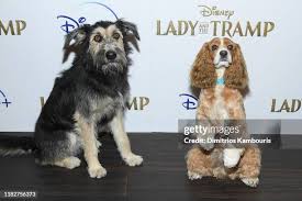 802 Lady And The Tramp Stock Photos, High-Res Pictures, and Images - Getty  Images | Romantic dinner, Family dinner, Spaghetti