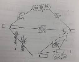 Nitrogen as a limiting factor. Hb Chapter 3 Nitrogen Cycle Diagram Diagram Quizlet