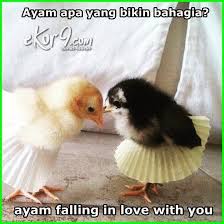 If you are looking for kumpulan meme lucu ramadhan you've come to the right place. 7 Gambar Ayam Dan Tulisan Kata Kata Lucu Dunia Fauna Hewan Binatang Tumbuhan Cute Ducklings Cute Little Animals Cute Animals
