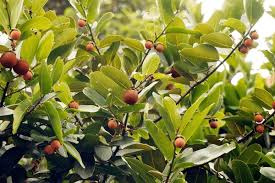 Image result for Diospyros gabunensis