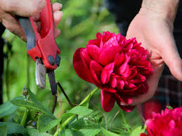Add water and check the water level daily. Pruning And Cutting Peonies Diy