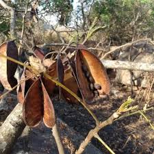 Image result for Homalium abdessammadii