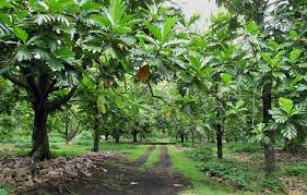 Image result for Artocarpus