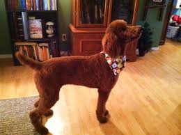 My goal is to produce the darkest red standard poodle possible with good conformation and health is a must. Explaining Poodle Colors Stunningly Sweet Standards