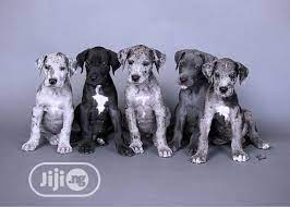 Great dane puppies, great dane breeders, great danes for sale, great danes. Great Dane Puppies For Sale Boxer Puppies For Sale Near Me