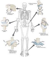 Muscles and other body mass. Types Of Synovial Joints Biology For Majors Ii