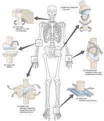 Usually, it consists of short independent bones jointed to each other by protruding. Joints And Skeletal Movement Biology For Majors Ii