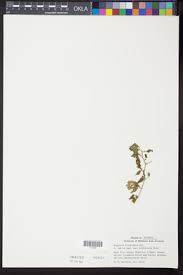 Image result for Astripomoea grantii