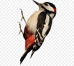 Woody Woodpecker Png Download 485 800 Free Transparent Woodpecker Png Download Cleanpng Kisspng We only accept high quality images, minimum 400x400 pixels. woody woodpecker png download 485 800