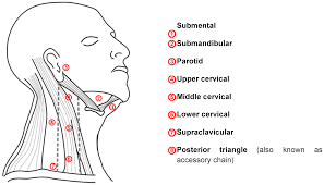 When an intravenous (iv) line is required and veins are difficult a few physicians use hifu (high intensity focused ultrasound) to treat cancer , while. Local Metastasis In Head And Neck Cancer An Overview Intechopen
