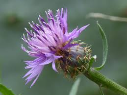 Kostenlose Foto Blume Lila Flora Cooles Bild Schonheit Detail Cooles Foto Cynara Makrofotografie Bluhende Pflanze Silybum Schadliches Unkraut Grossere Klette Artischocken Distel Ironweed 2759x2069 1411032 Kostenlose Bilder Pxhere