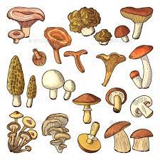 Colored Nature Vector Illustrations Of Mushrooms Nature Vector Vector Illustration Conceptual Illustration