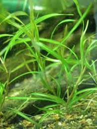 Image result for Potamogeton octandrus