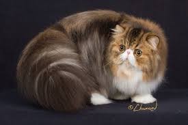 Pin On Exotic Longhair Cats