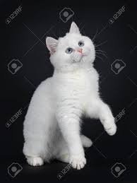 Check spelling or type a new query. Cute Red Silver Shaded Cameo Point British Shorthair Sitting Stock Photo Picture And Royalty Free Image Image 115690660