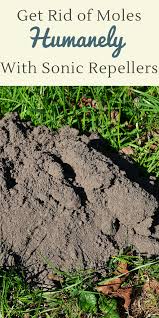 How do you get rid of moles without hurting them? Blog Humane Mole Removal Mole Repeller Mole Removal