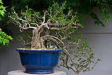 With proper care, your bonsai will remain healthy, beautiful and miniature for many years to come. Bonsai Wikipedia