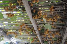Learn How To Grow Kiwi Fruit In Your Garden In This Article We Have Discussed Various Steps To Grow Kiw Kiwi Growing Building A Pergola Outdoor Gardens Design