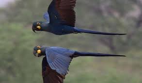 The source of information is from the iucn red list of threatened species. More Critically Endangered Birds On Iucn Red List Iucn