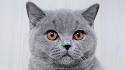 British Shorthair price range. British Shorthair kittens ...