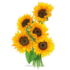 Sunflower, genus of nearly 70 species of herbaceous plants of the aster family. Zohar Sunflower Seeds Flowers Botanical Interests