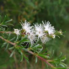 Image result for Kunzea