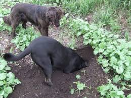 If your dog digs holes to lay in them, this could be a sign that they are uncomfortable. Prevent Dog Digging How To Stop A Dog From Digging Zoom Room Dog Training