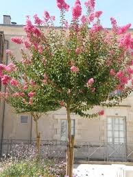 Petit Arbre Pour Pot Quelques Especes Humeur De Jardinier Arbres Pour Petit Jardin Arbres En Pots Petit Arbre