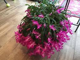 Una planta muy sencilla de cuidar y mantener todo el año siguiendo estos consejos para cuidar el cactus de navidad. Cual Es La Diferencia Entre El Cactus De Navidad Y El Cactus De Pascua Succulent Avenue