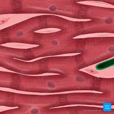 Image result for Muscle Tissue