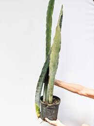 Image result for Sansevieria nilotica