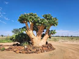 Image result for Grewia schmitzii