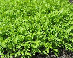Image result for Lepidium sativum
