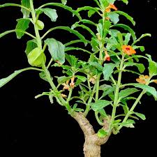 Image result for Pterodiscus aurantiacus