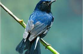 صور عصافير خلفيات عصافير مختلفة الأشكال ومتنوعة جميلة جدا موقع حصري bird pictures animals picture